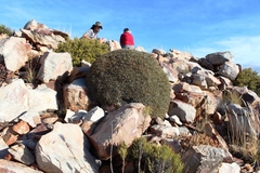 Euphorbia multifolia