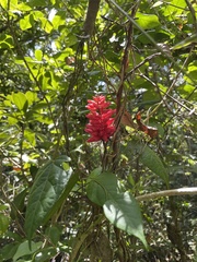 Neorudolphia volubilis