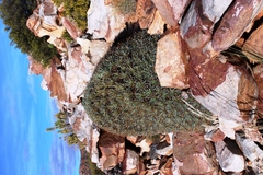 Euphorbia multifolia