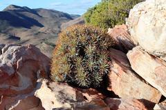 Euphorbia multifolia