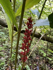 Renealmia aromatica