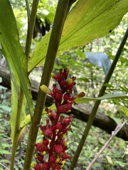 Renealmia aromatica