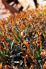 Euphorbia multifolia