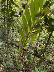 Renealmia aromatica