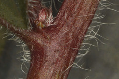 Euphorbia xalapensis