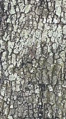 Anolis sagrei