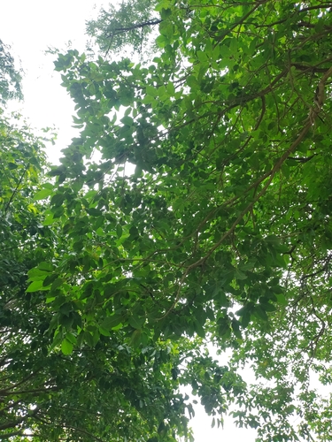 Roseodendron chryseum (Roseodendron chryseum)