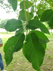 Roseodendron chryseum