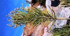 Euryops rehmannii