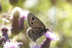 Cercyonis oetus