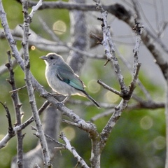Thraupis glaucocolpa