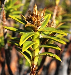 Pteronia fasciculata