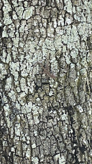 Anolis sagrei