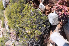 Pteronia fasciculata