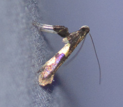 Caloptilia umbratella