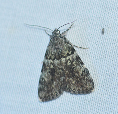 Catocala lineella
