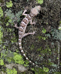 Banded Bent-Toed Gecko photo 3