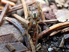 Amaurobius fenestralis