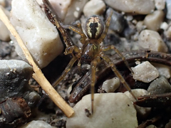 Amaurobius fenestralis