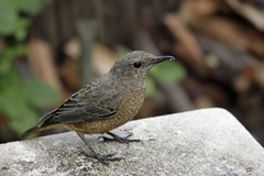 Monticola rupestris