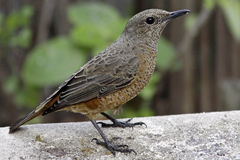 Monticola rupestris
