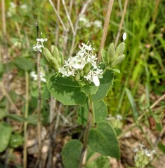 Guardiola platyphylla