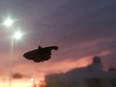 Sphacelodes vulneraria