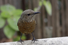 Monticola rupestris