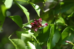 Lonchocarpus mutans