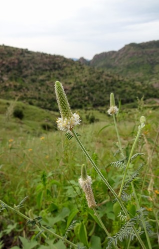 Whiteflower prairie clover (Dalea albiflora)