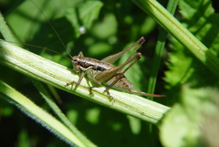 Pachytrachis gracilis