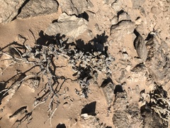 Juttadinteria albata