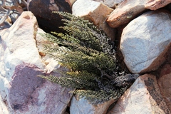 Cheilanthes parviloba