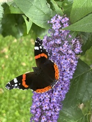 Vanessa atalanta