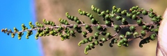 Cheilanthes parviloba