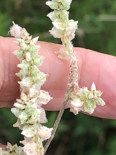Froelichia gracilis iNat (1)