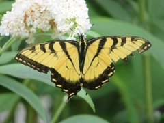 Papilio glaucus
