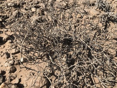 Mesembryanthemum tomentosum