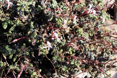 Pelargonium alternans