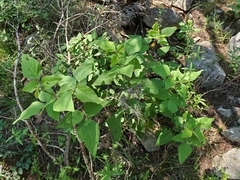 Desmodium lindheimeri