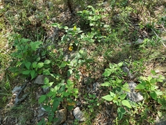 Desmodium lindheimeri