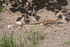 Aspidoscelis sonorae