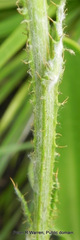Berkheya rhapontica