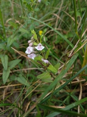 Scutellaria minor