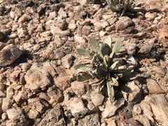 Hartmanthus pergamentaceus