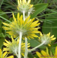 Berkheya rhapontica
