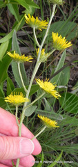 Berkheya rhapontica