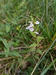 Scutellaria minor