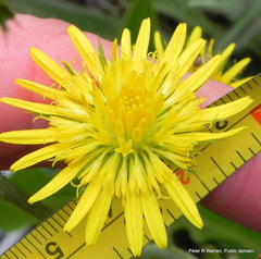 Berkheya rhapontica