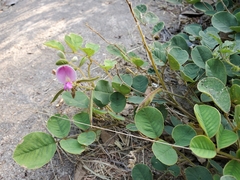 Tephrosia potosina